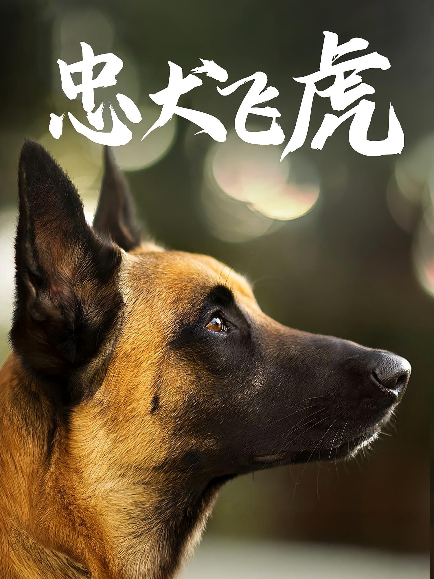 短剧忠犬飞虎在线播放，超高清全集完整版，忠犬情深感人，热血守护剧情燃，即刻观看。